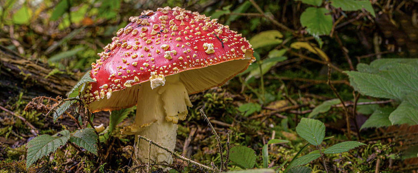 Foto Fliegenpilz im Wald